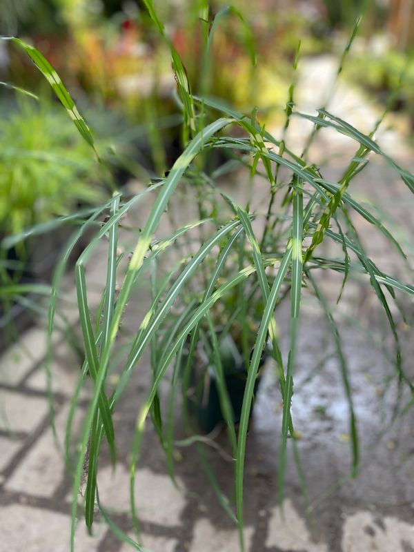 'Little Zebra' Japanese Silver Grass/Miscanthus