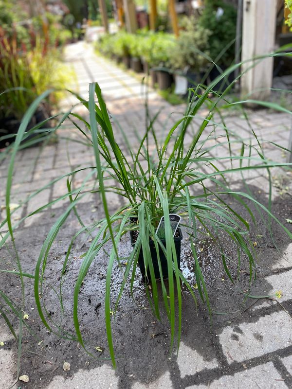'Red Head' Fountain Grass