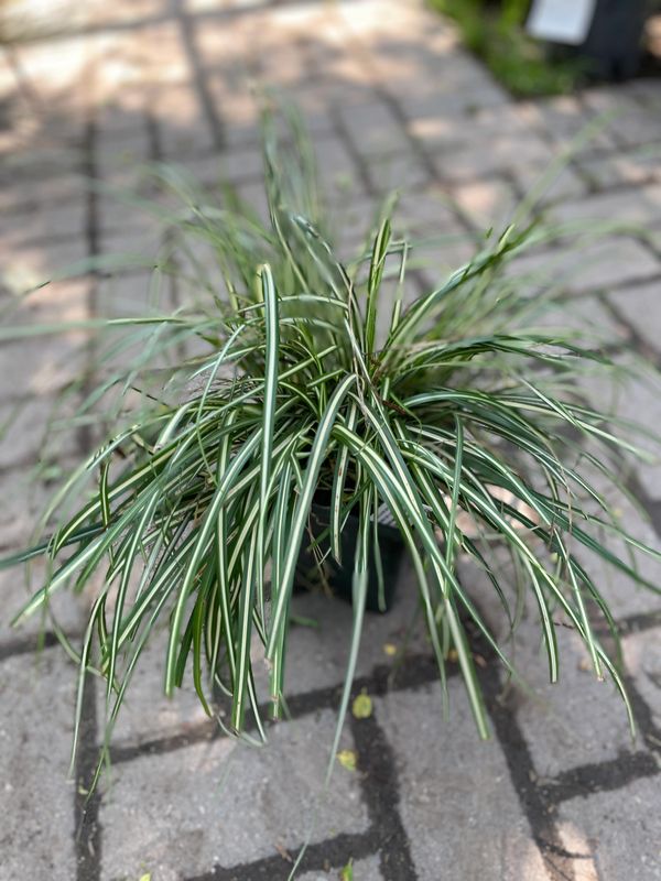 Ice Cream Carex Grass (Variegated Japanese Sedge)