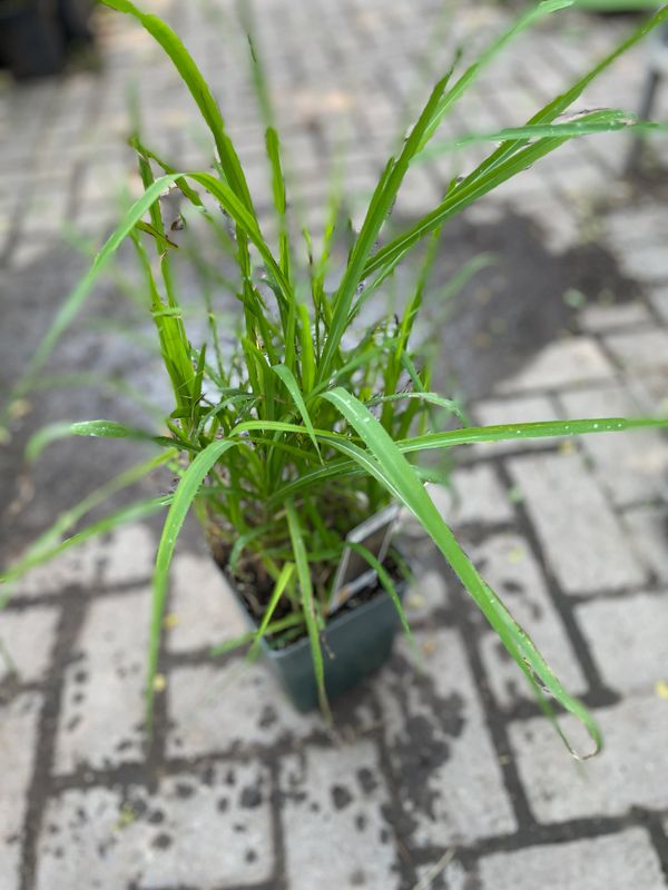 Maiden Grass Purpurascens Flame Grass (Miscanthus sinensis)
