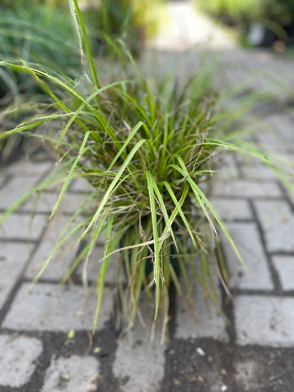 Carex 'Kaga Nashiki' (Gold Fountain) Sedge Grass