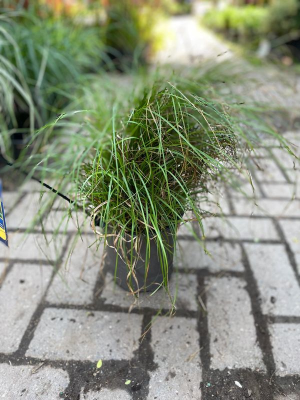 Pensylvania Sedge Grass/ Carex