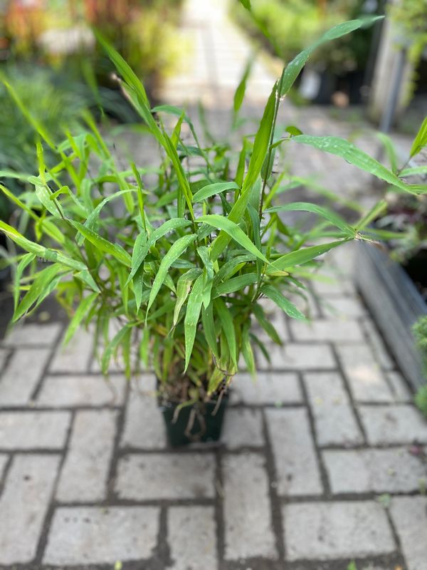 Northern Sea Oats Grass