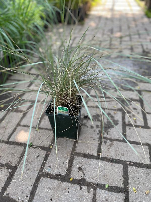 Helictotrichon Sempervirens 'Saphire' Grass