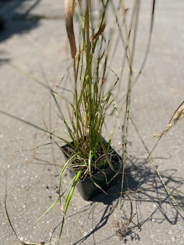 'Eldorado' Feather Reed Grass