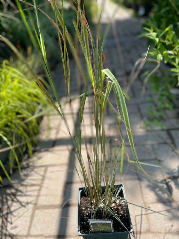 Overdam Feather Reed Grass