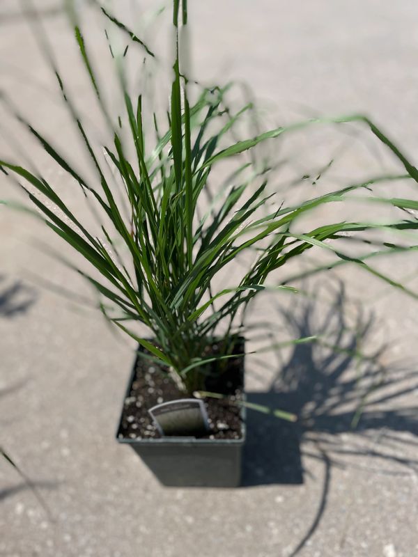 Karl Foerster Feather Reed Grass