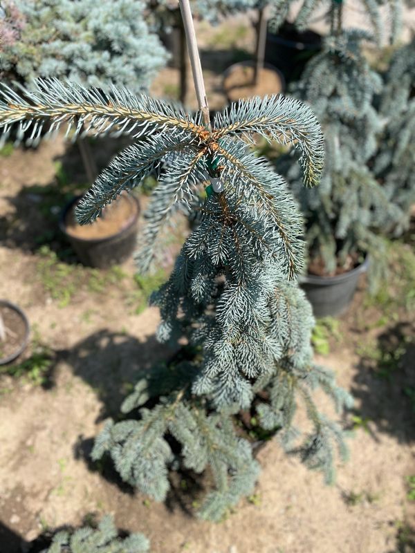 Slendering Weeping Blue Spruce