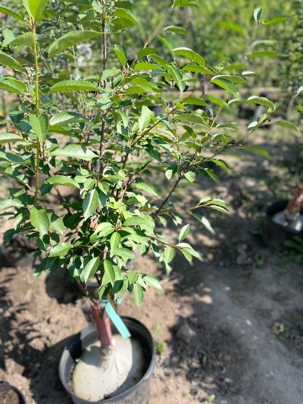 Montmorency Cherry Tree