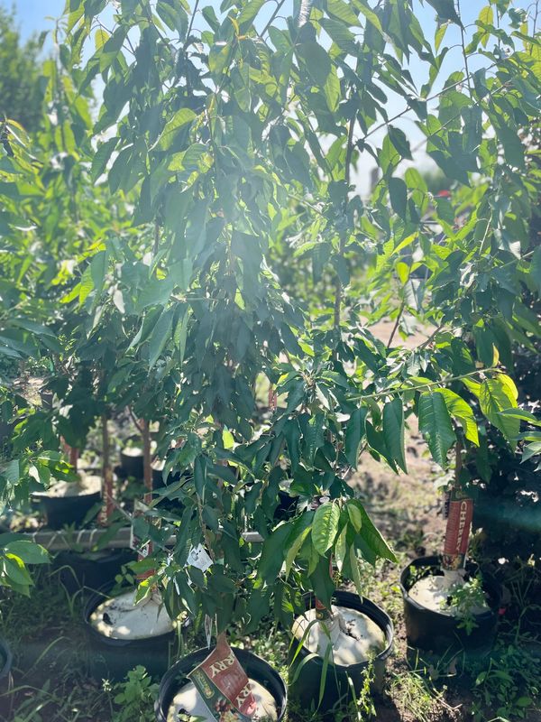 Bing Cherry Tree