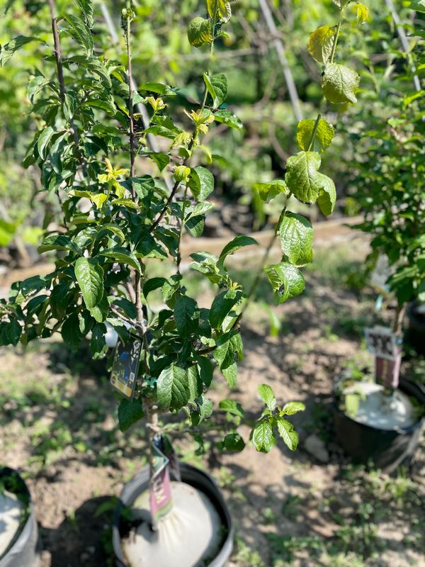 Italian Prune Tree