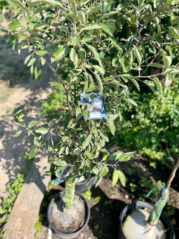 Braeburn Apple Tree