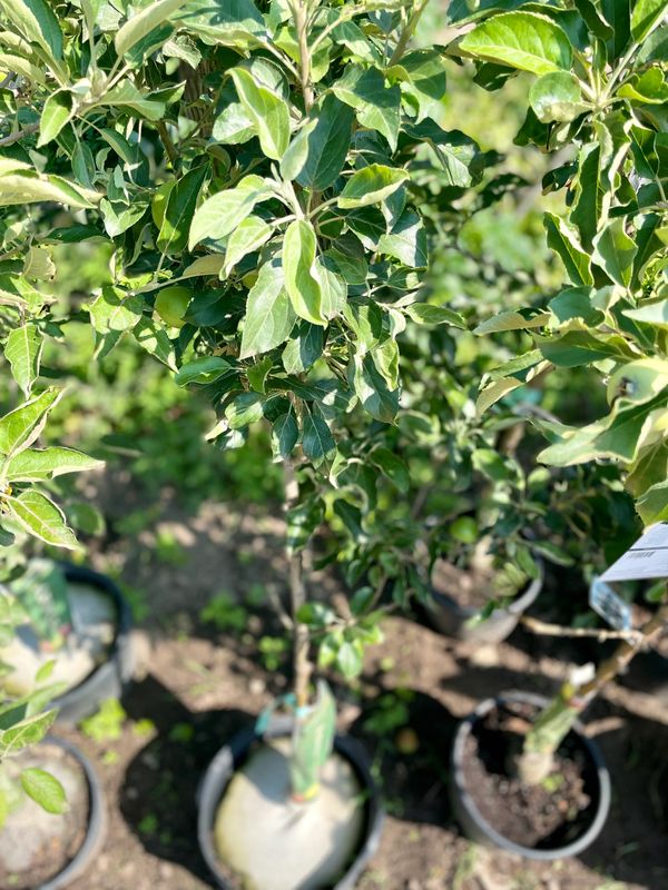 Honeycrisp Apple Tree