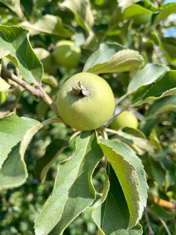 Barnsby Apple Tree