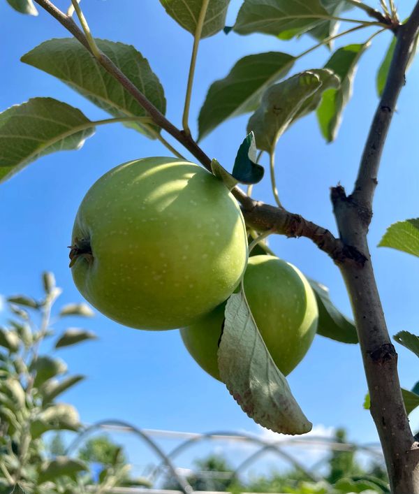 Haralson Apple Tree