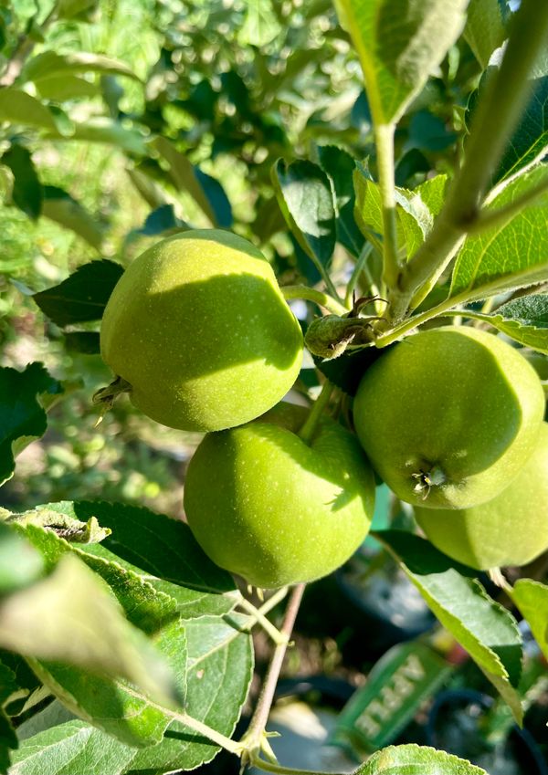 Yellow Delicious Apple Tree