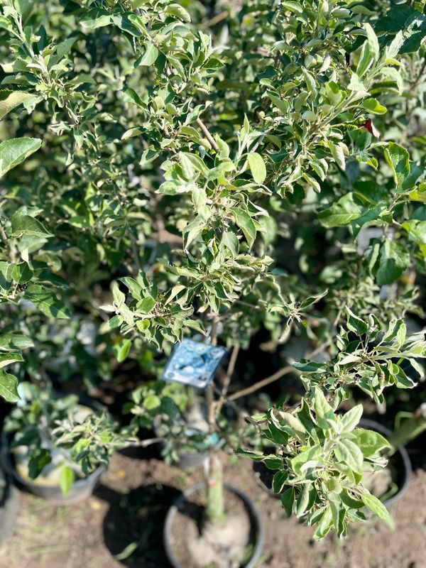 Granny Smith Apple Tree