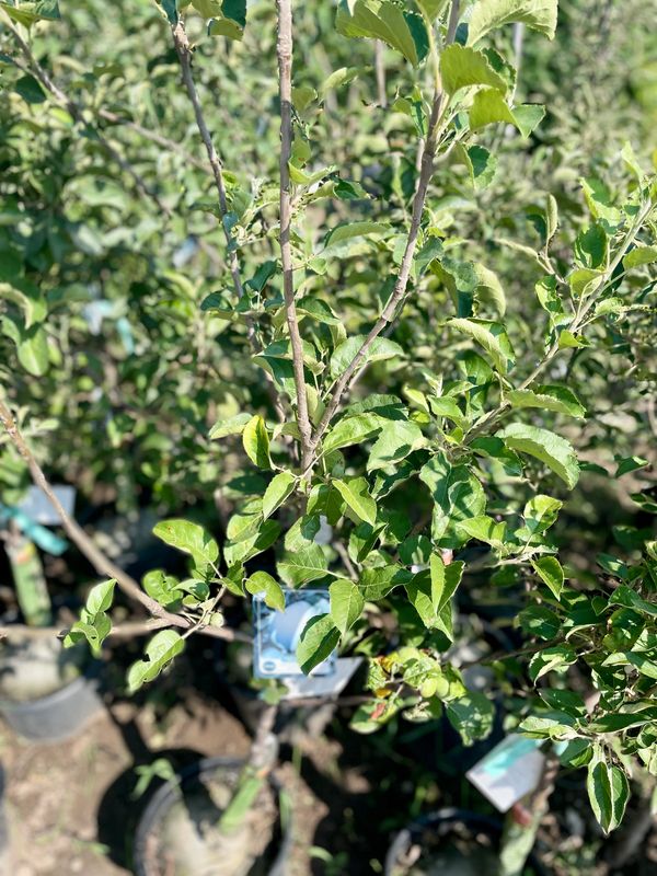 Yellow Newtown Pippin Apple Tree