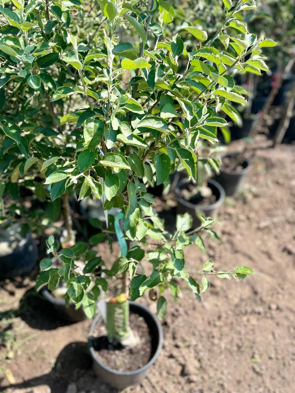 Spartan Apple Tree