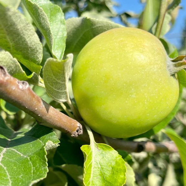 Westland Eating Apple