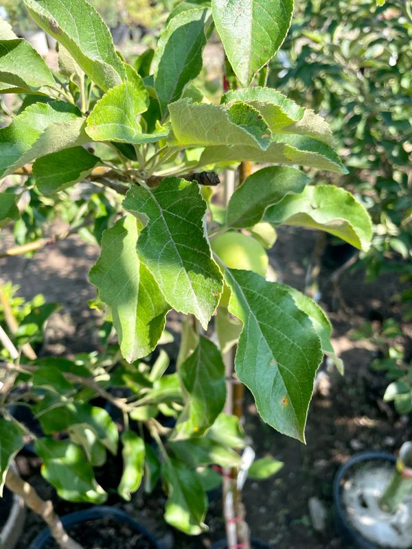 Empire Eating Apple