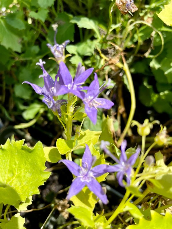 Campanula Garganica Dickson's Gold