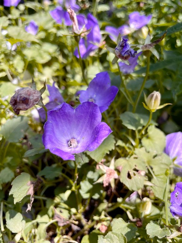Carpathian Bellflower Rapido Blue