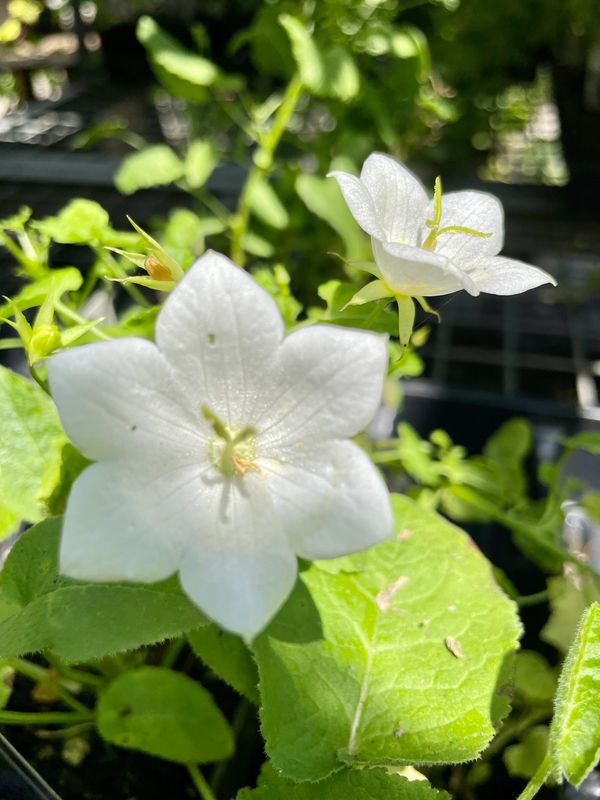 Carpathian Bellflower Rapido White