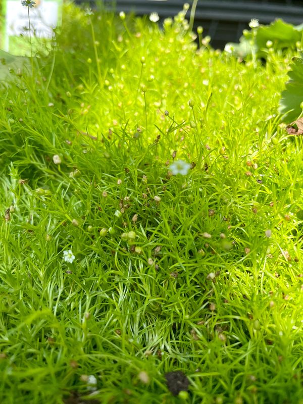 Scotch Moss Aurea (Sagina Subulata)