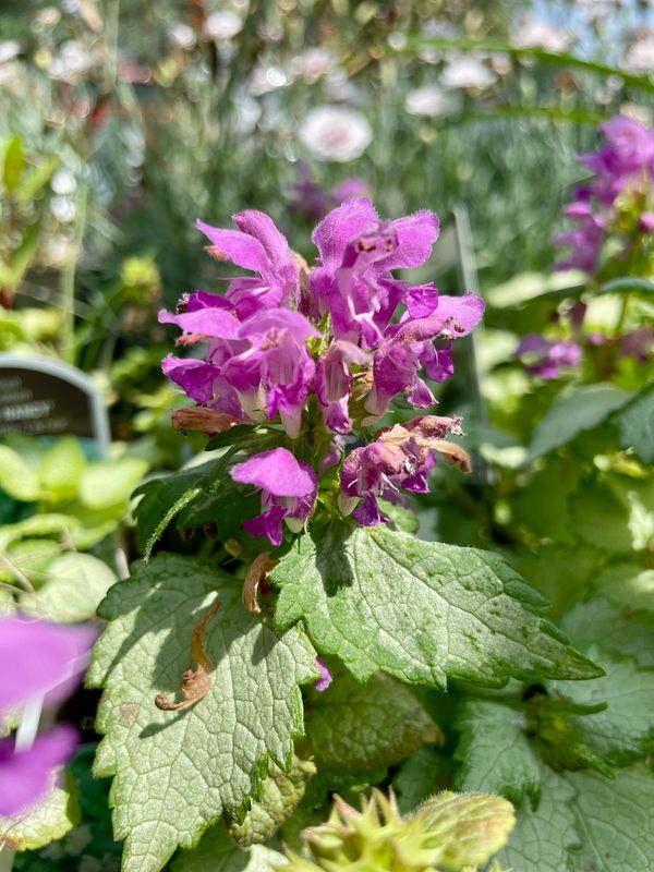 White Nancy Dead Nettle