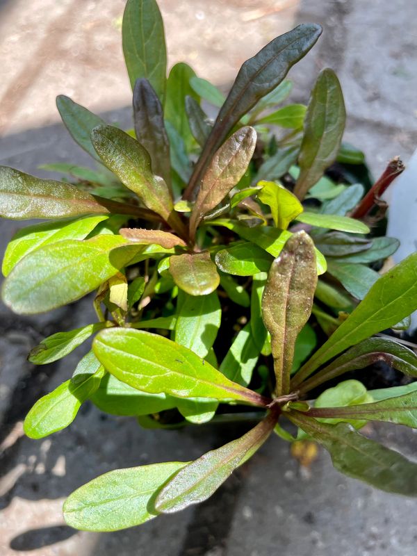 Bugleweed Chocolate Chip