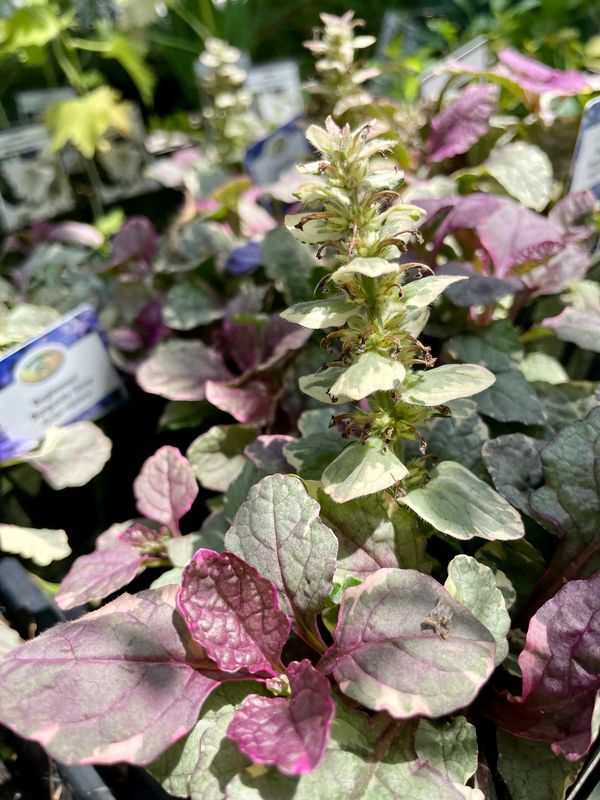 Bugleweed Burgundy Glow