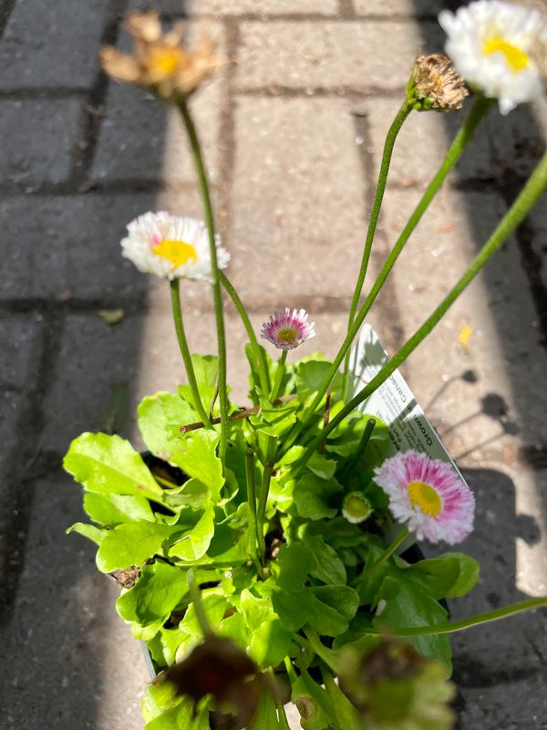 English Daisy Bellissima Roase