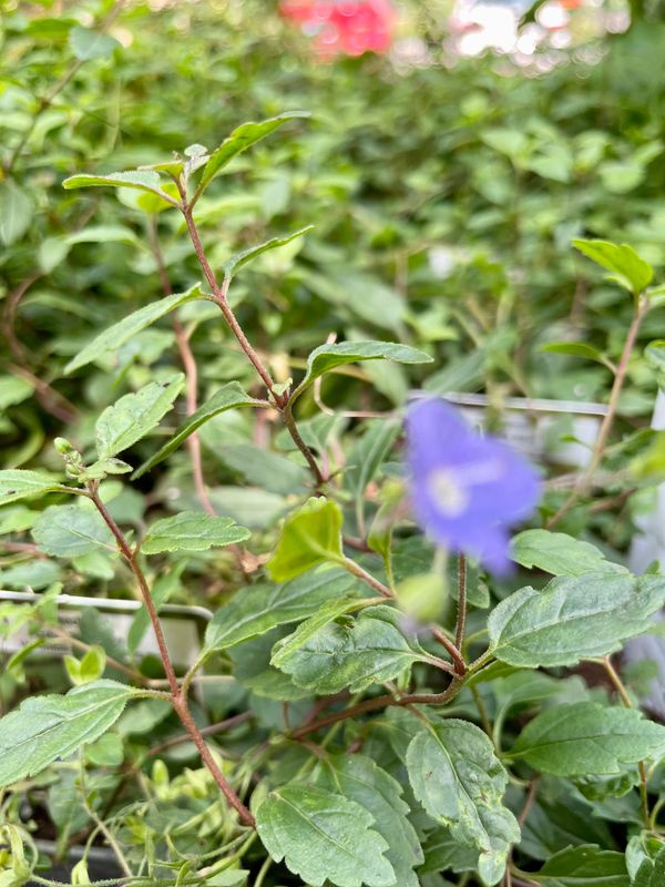 Speedwell Georgia Blue