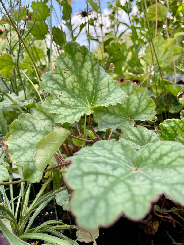 Coral Bells Dale's Strain