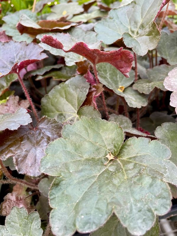 Coral Bells Palace Purple