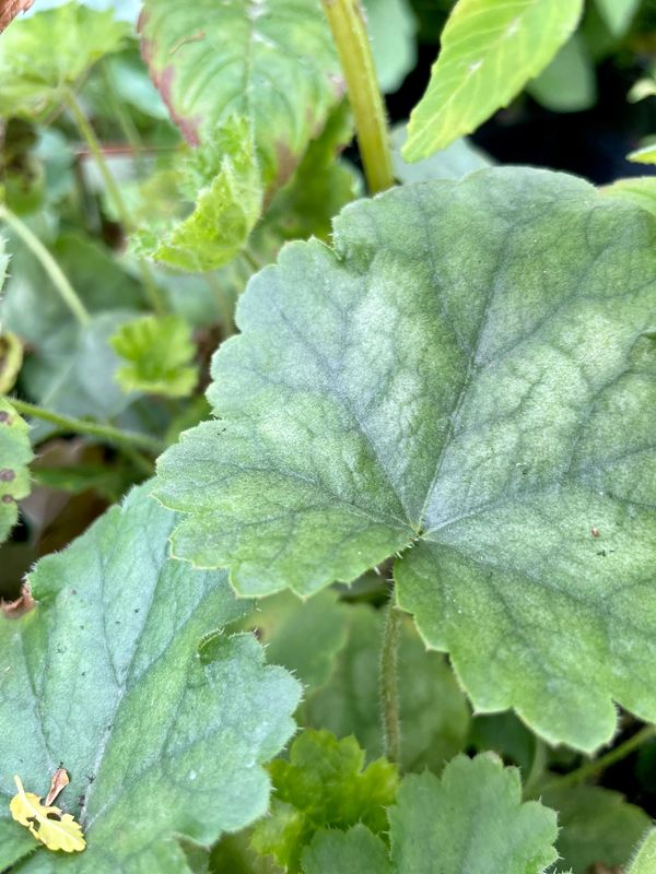 Coral Bells Ruby Bells