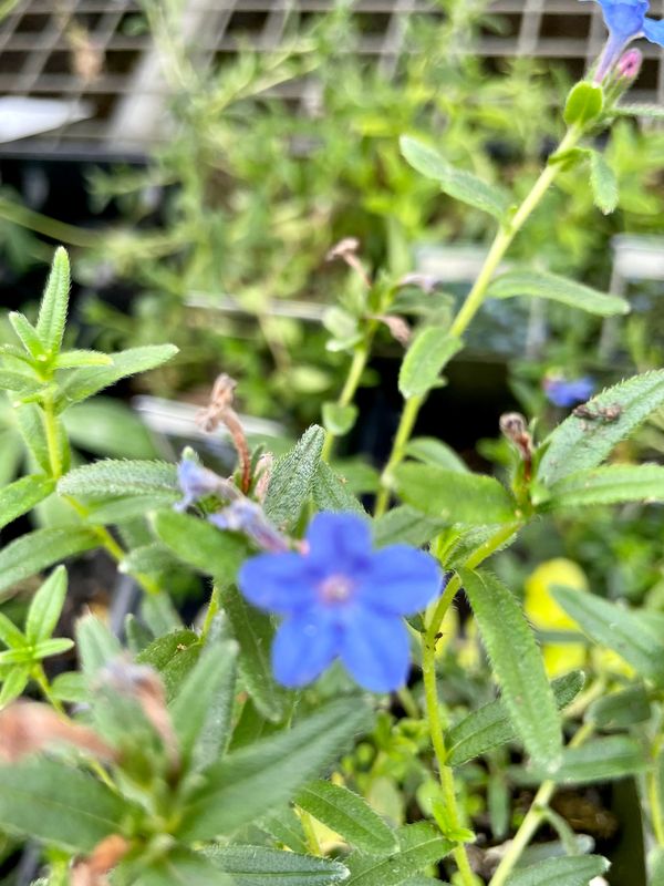 Lithodora Grace Ward