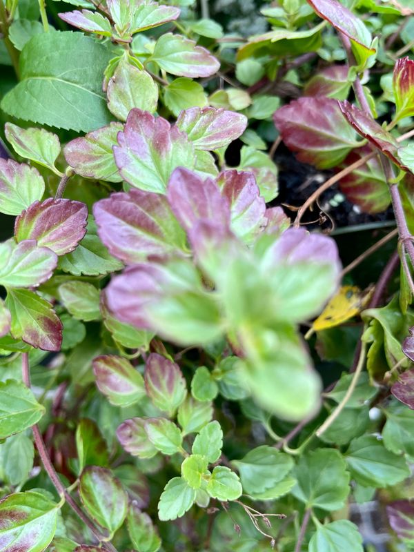 Speedwell Whitewater