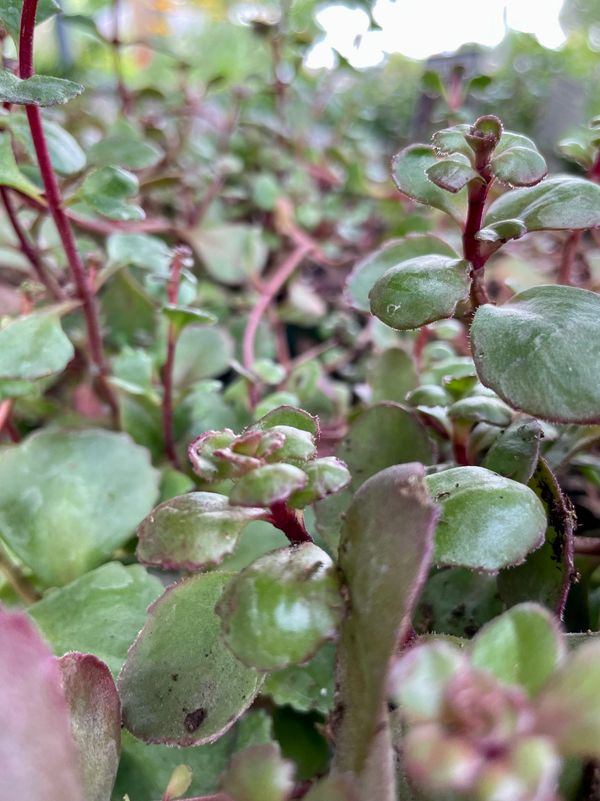 Caucasian Stonecrop Bronze Carpet