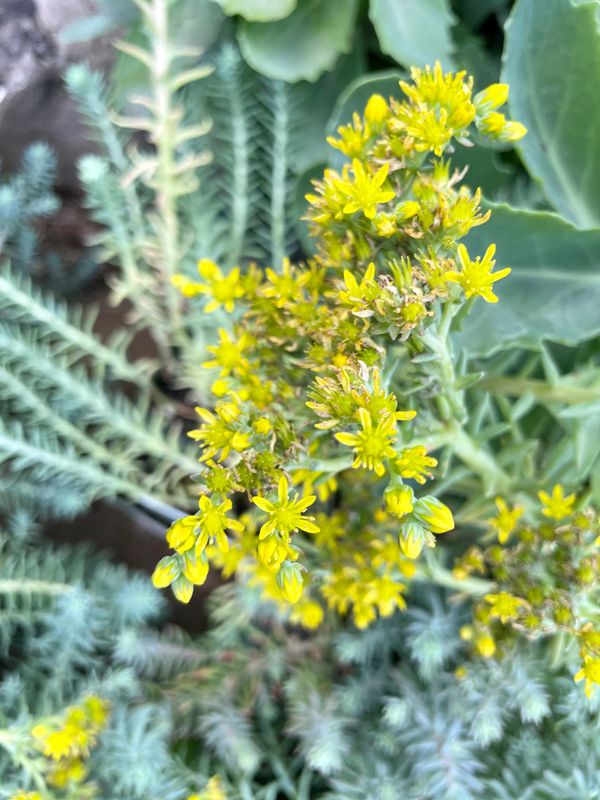 Stonecrop Blue Spruce