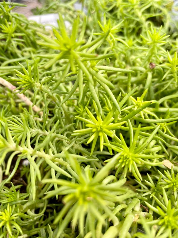 Stonecrop Angelina (Sedum Rupestre)