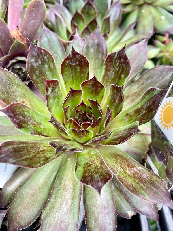 Hens and Chicks Black Sempervivum