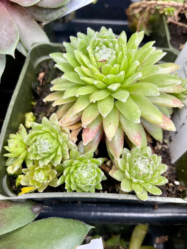 Hens and Chicks Cobweb