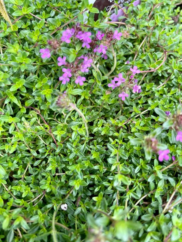Coccineus Creeping Thyme