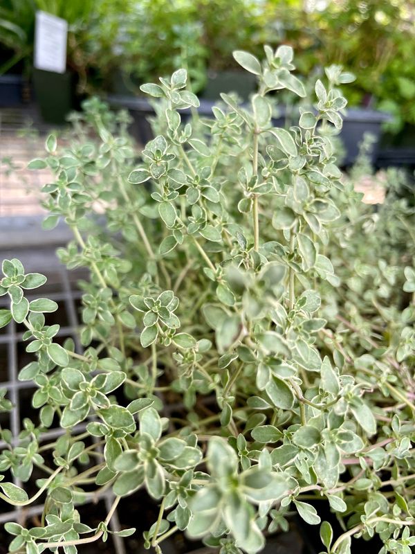 Silver-Edged Thyme Argenteus