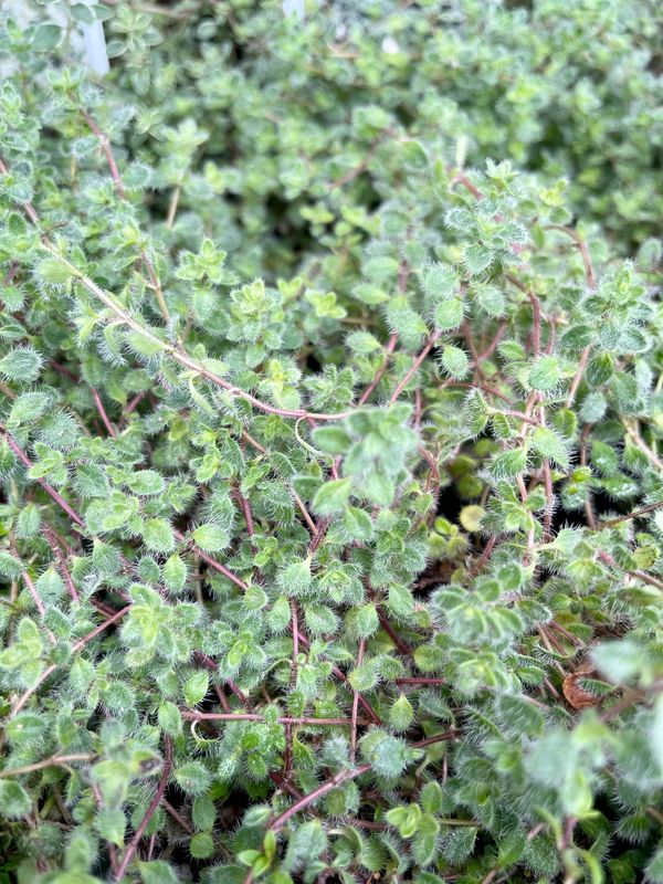 Woolly Thyme Thymus