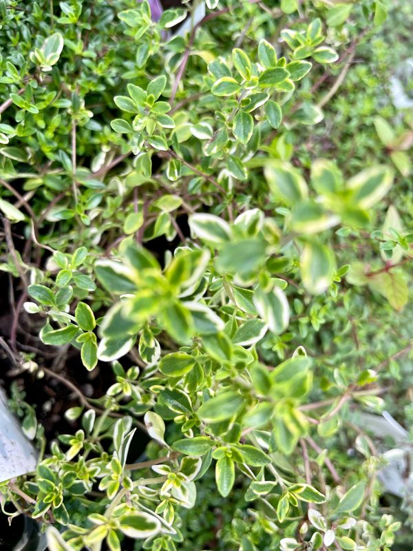 Lemon Thyme Golden Variegated