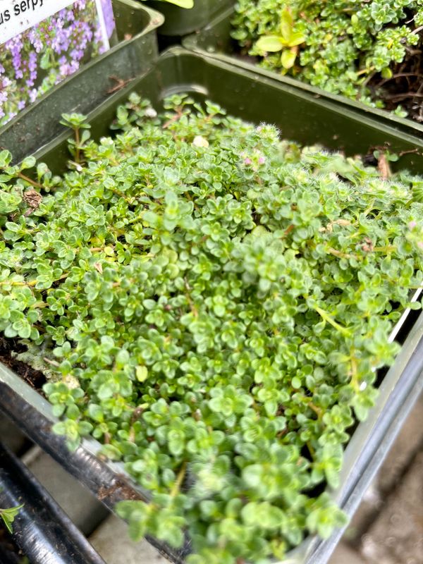 Creeping Thyme Minus