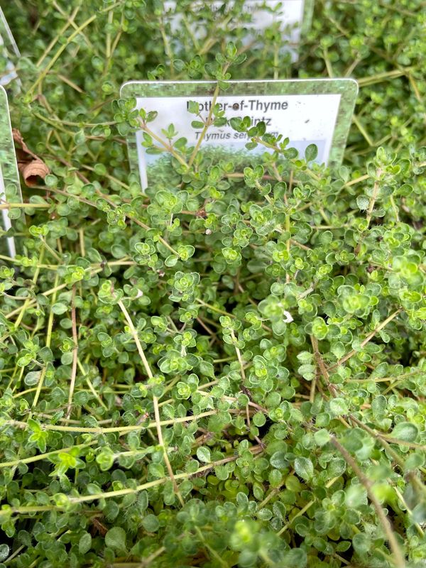 Mother-of-Thyme Pink Chintz